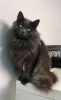 NewFoundationCats
