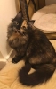 NewFoundationCats