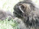 NewFoundationCats