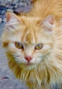 NewFoundationCats