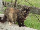 NewFoundationCats